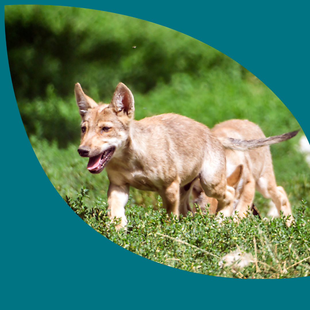 Two baby wolves walking in a field of grass