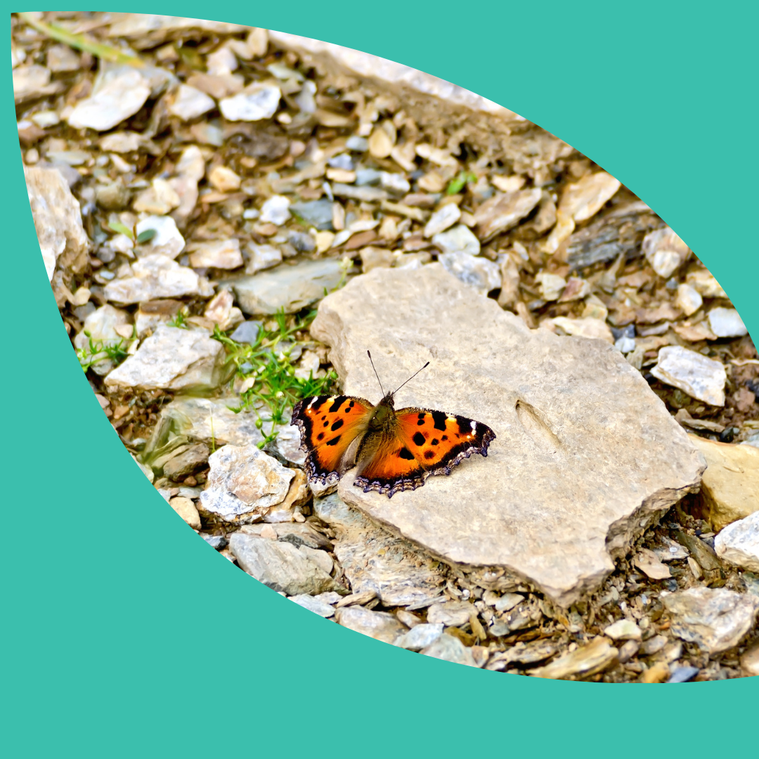 Monarch butterfly on a medium sized piece of flat, grey river rock