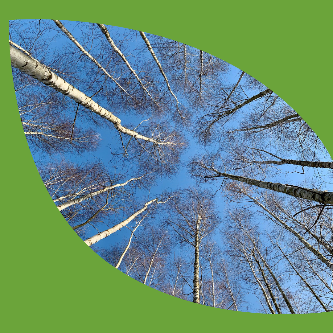 Looking up from the group of a cluster of tall birch trees