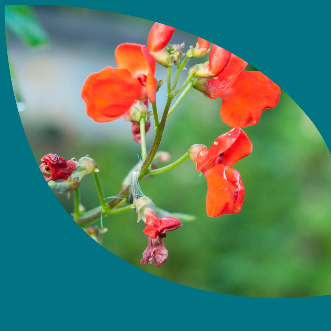 A branch of red flowers with both new blooms and older, drying flowers