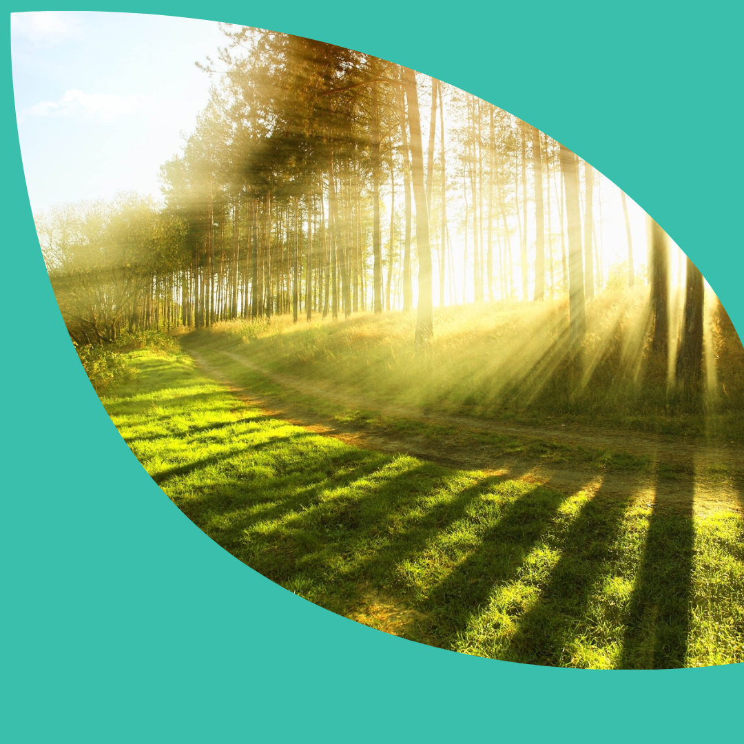 Sun shining through a a row of trees creating shadows of 8 tree trunks on the grassy field beside the trees