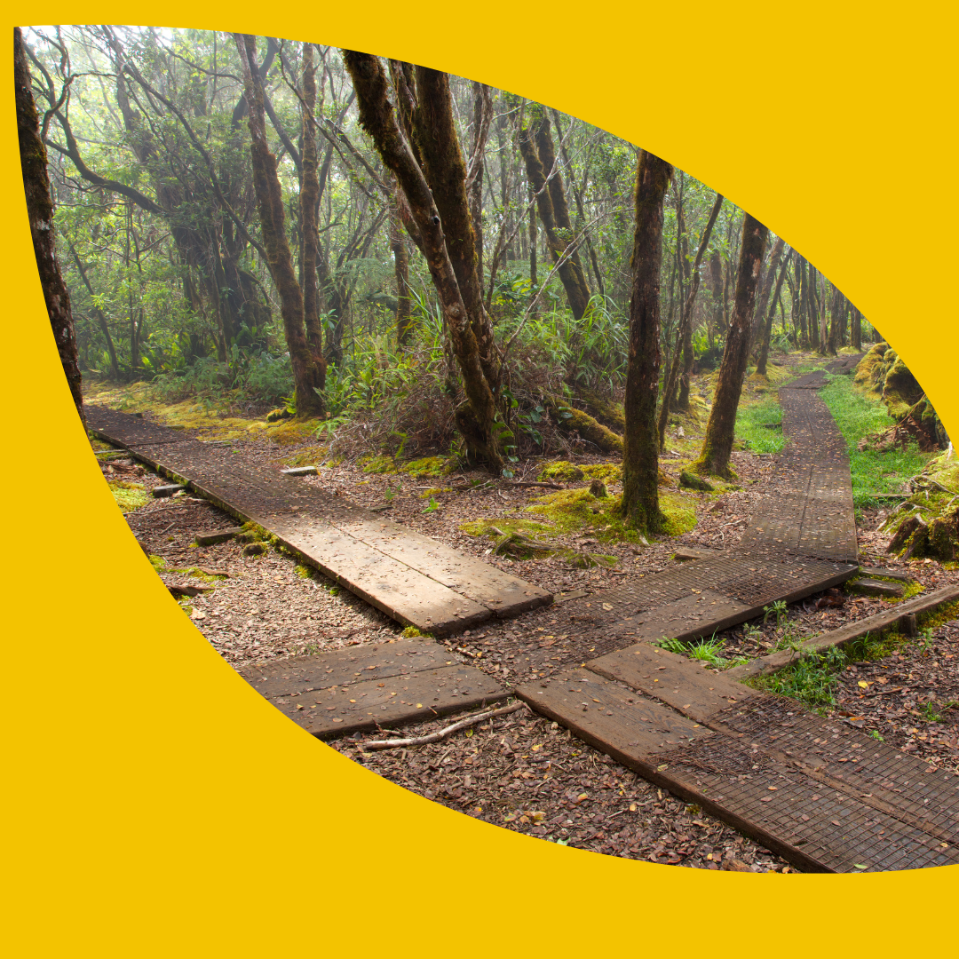 four wooden boardwalks converge in the forest