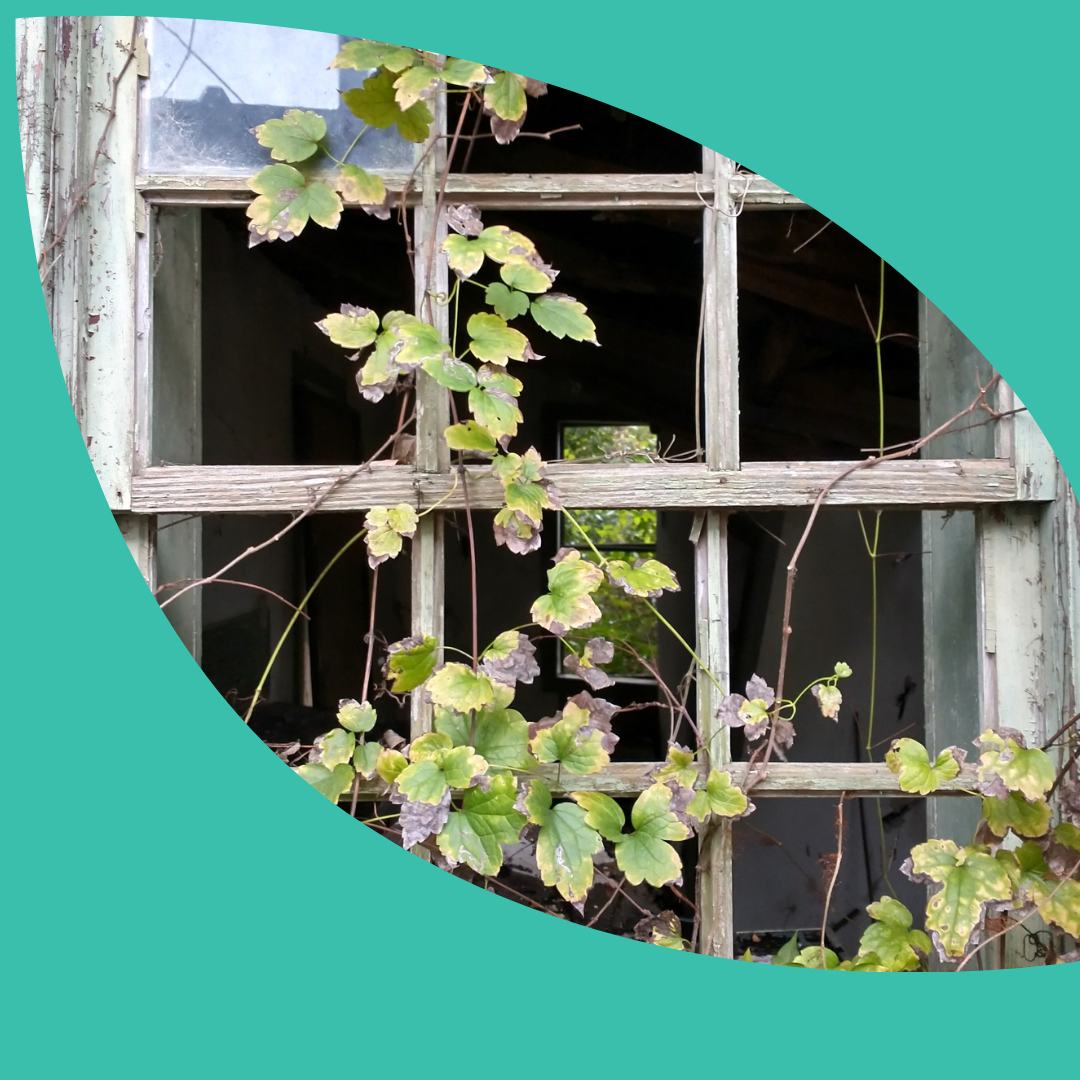 Old dilapidated wooded window frame starting to be covered by a wild, green vine