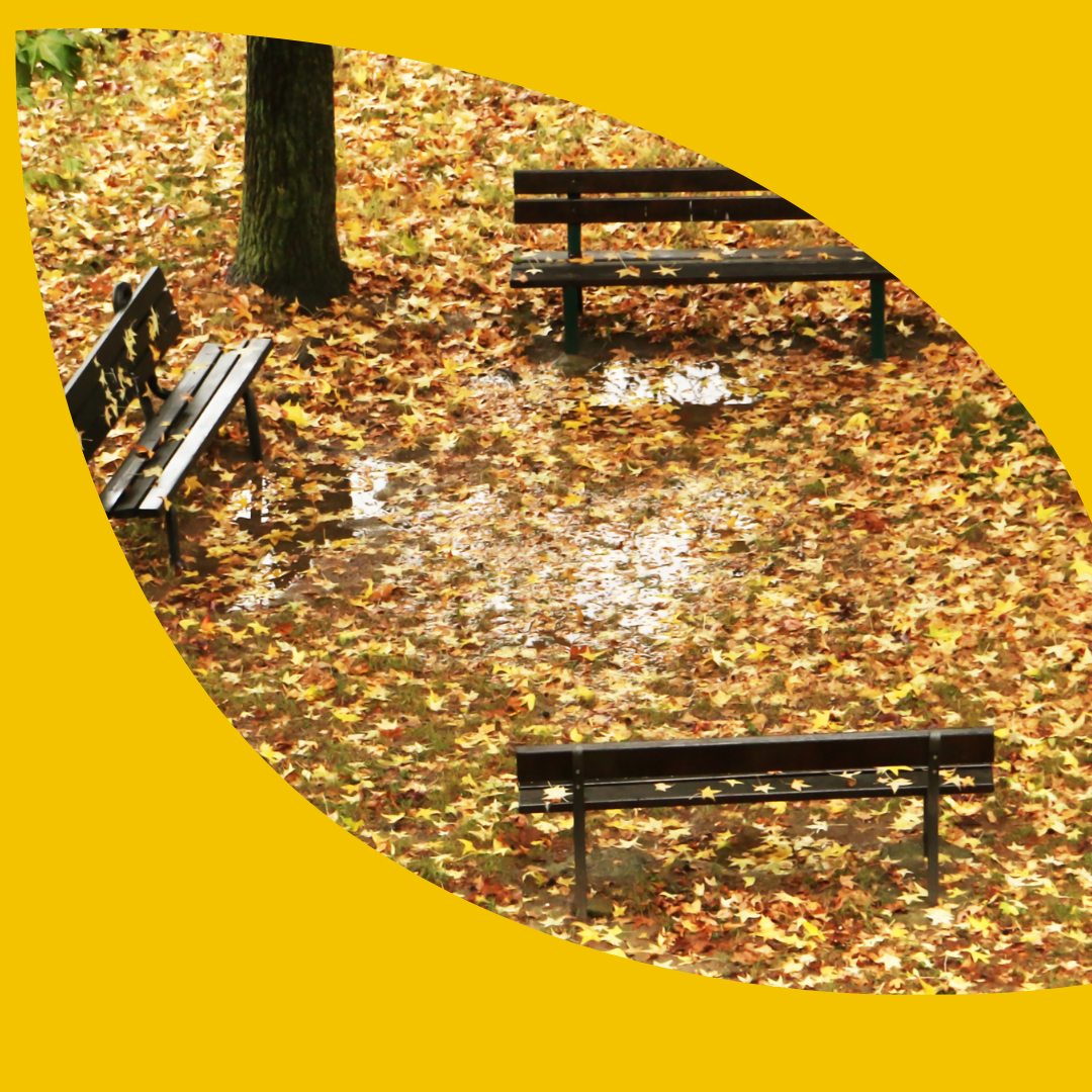 Circle of benches in the forest during autumn, with golden brown leaves covering the forest ground