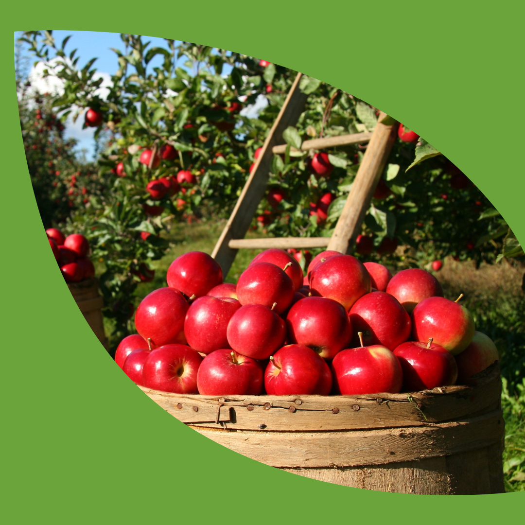A basket full of bright red apples in an apple orchard