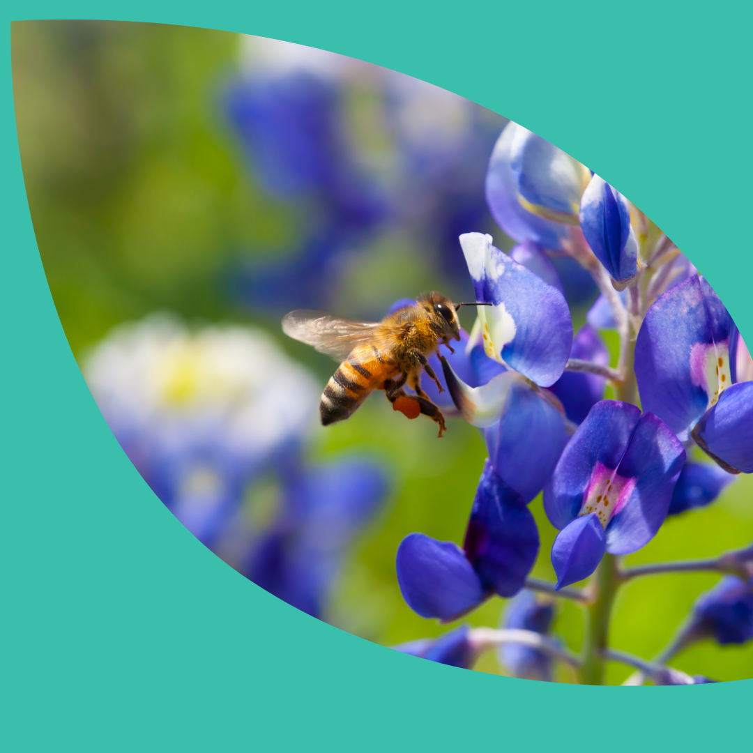 A bee pollinating a bright blue-purple flower