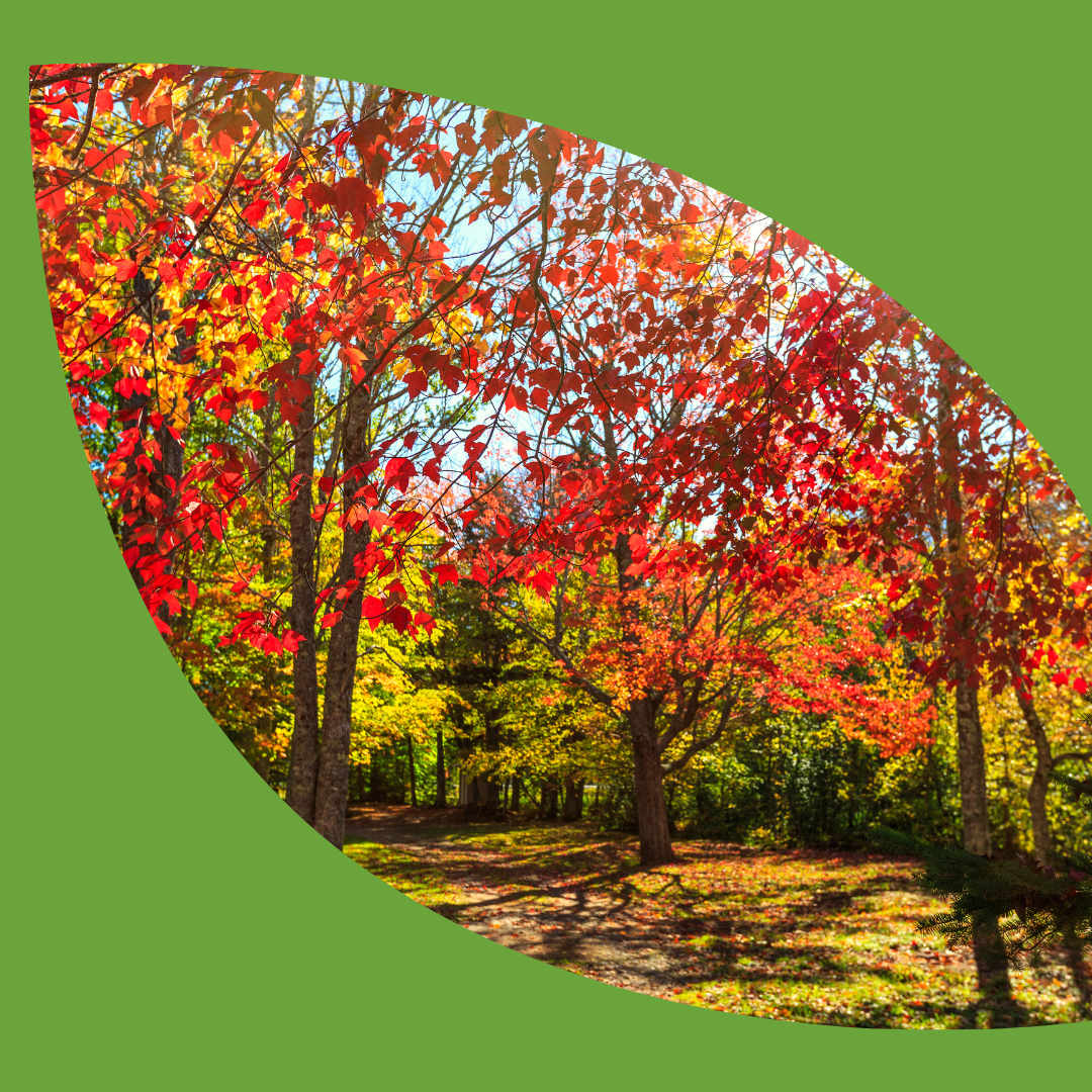 Trees with a mix of vibrant red and green leaves