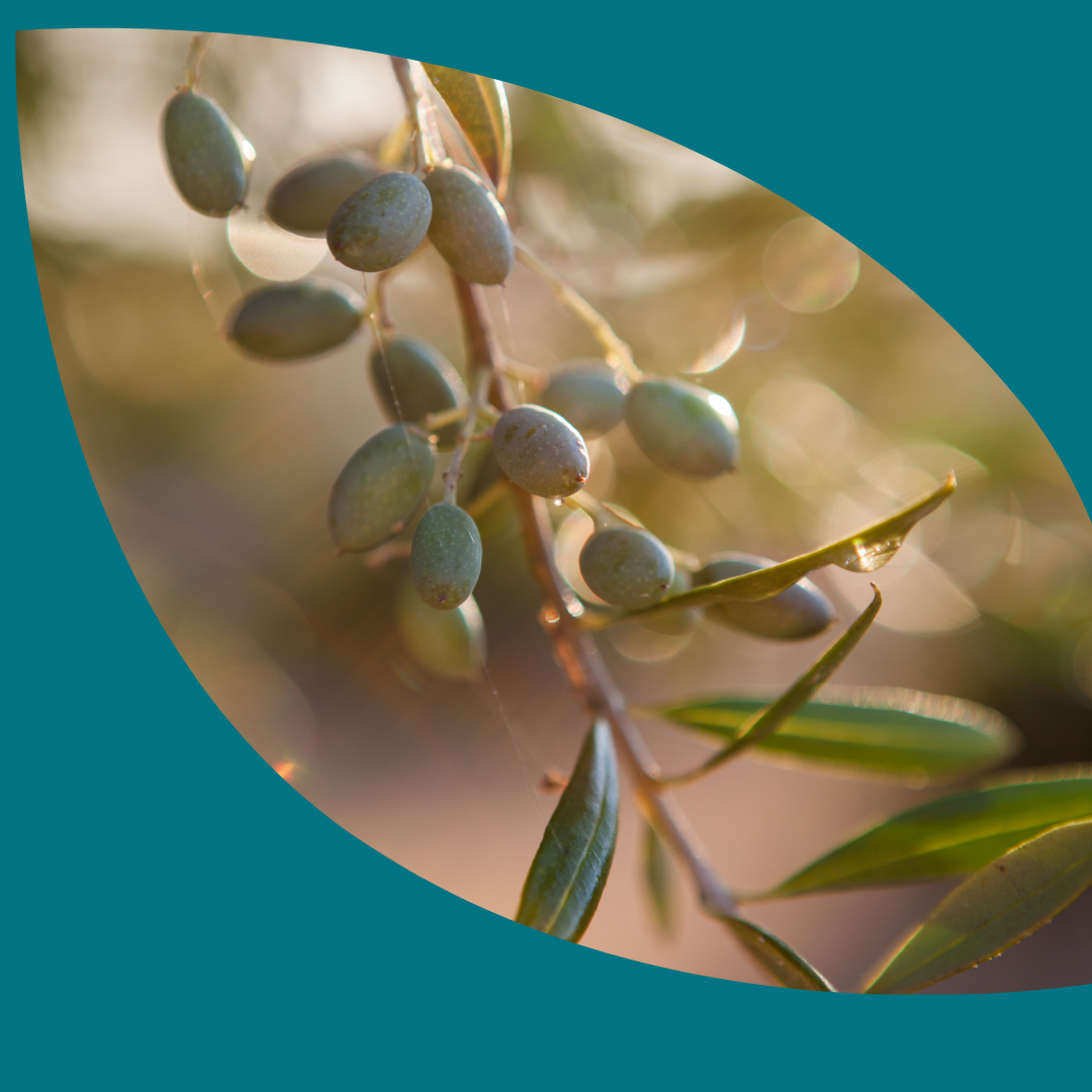 Close up of olive branch, brimming with green olives